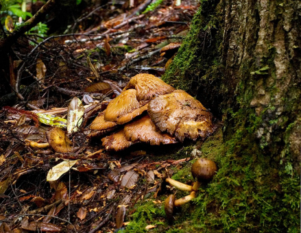 Грибная семейка на тропе Tall Trees. Redwood National Park.