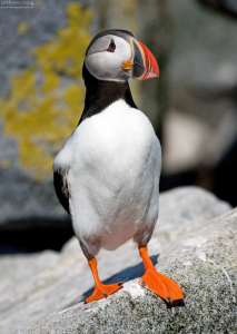 Высокий, ярко окрашенный клюв, сильно сжат с боков.