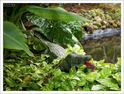 Раскрывшийся цветок красного имбиря в крокодильей пасти.