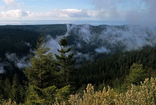 Утренний туман в парке. Redwood National Park.