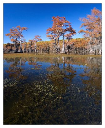 Вся растительность на поверхности озера скрывается на зиму под воду.