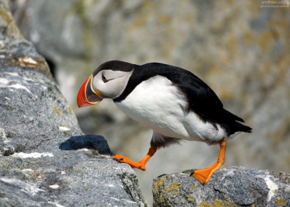 Старый ворчун.