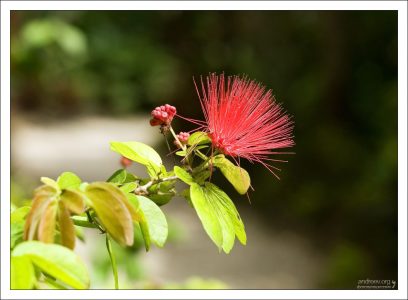 Пушистые цветы Охии Леуа (Metrosideros polymorpha).