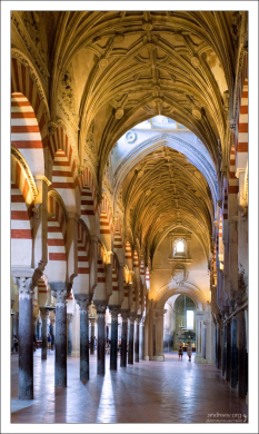 Красиво подсвеченная Мескита.