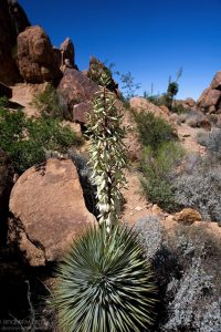Пышный куст молодой цветущей юкки вида Blue Yucca.