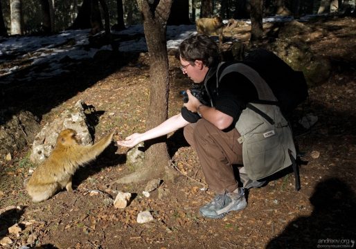 Подкармливаем обезьян в кедровом лесу под Azrou.