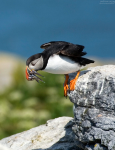 Тупик с уловом.
