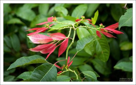 Молочай красивейший, или пуансеттия (лат. Euphorbia pulcherrima).
