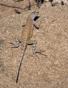 Очень распространенная на юге США ящерица вида Canyon Lizard.