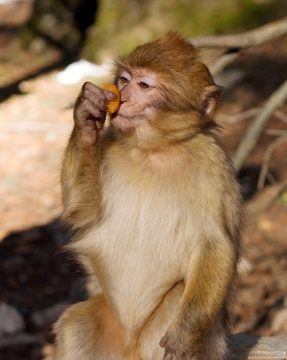 - Мммуаа! Детёныш варварийских обезьян с кусочком кураги.