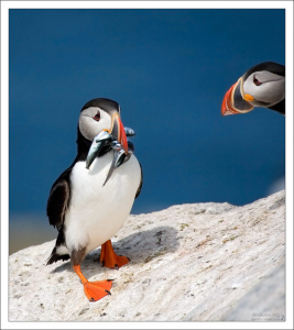 У тупика, вернувшегося с промысла, из клюва во все стороны торчат рыбьи хвосты и головы.