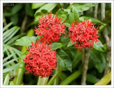 Иксора (Ixora coccinea), или “Огонь джунглей” часто называют среди самых красивых цветов мира.