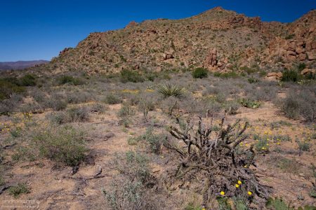 Кактус Tree Cholla на тропе Grapevine Hills Trail.