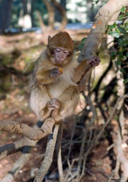 Макаки брали кусочки кураги очень нежно, протягивая лапки с черными ноготками.