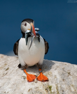 Загнутые назад зубчики в клюве помогают удерживать уже пойманную рыбу во время ловли.
