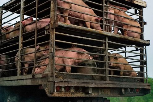 Хрюши в процессе перевозки. По дороге в Кампече.