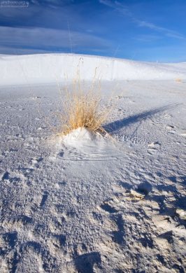 Пустынный куст "с подписью".