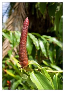 Имбирная шишка.