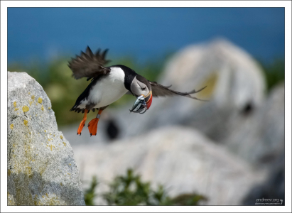 Приземляются тупики тяжело, скорее шлёпаются, особенно с добычей.