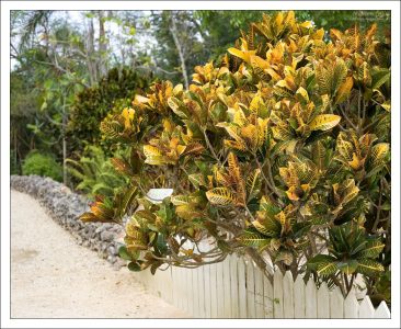 Дерево нони (Morinda citrifolia L.).