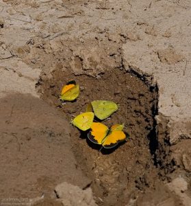 Бабочки собирают капельки воды в отпечатке следа.