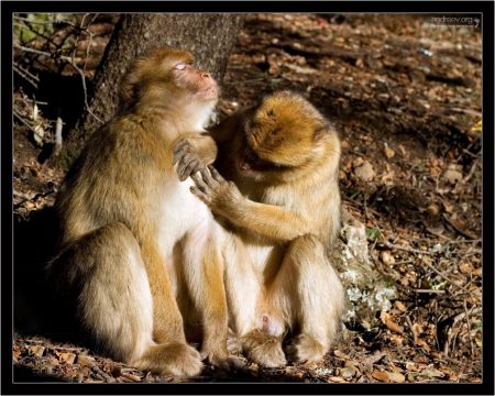 Большую часть свободного времени маготы уделяют гигиеническим процедурам, а именно - ловле блох.