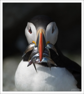 Довольный тупик с клювом, полным песчанок (sand eels).