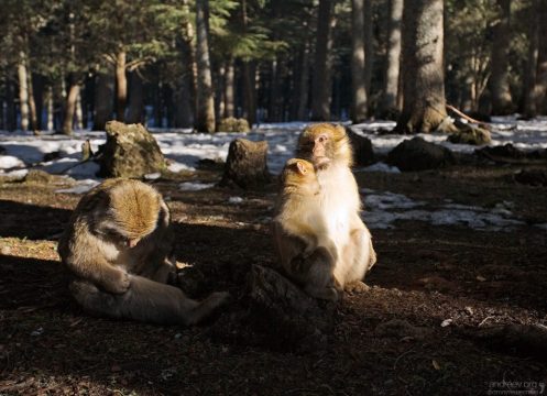 Семейка маготов на отдыхе.
