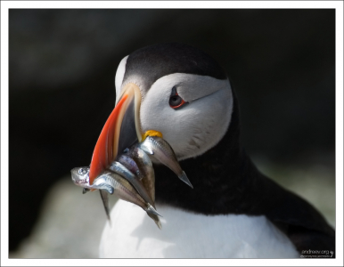 При особом везении, тупик может принести больше десятка рыбин за раз.