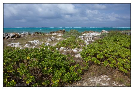 Scaevola sericea а-ля "пляжная капуста" на северном мысе острова.