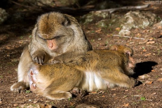 - Тэкс, кто это у нас там спрятался...