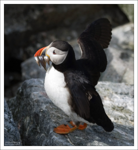 Работая крыльями в полную силу, при перелетах тупик может развивать скорость до 80 км/ч.