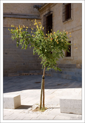 Китайские фонарики физалиса (Chinese lantern tree). Сеговия, Испания.