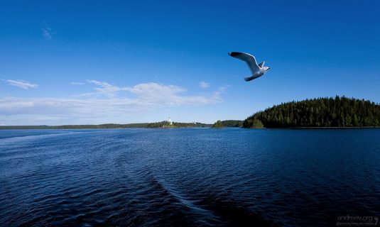 Чайка соревнуется в скорости с теплоходом.
