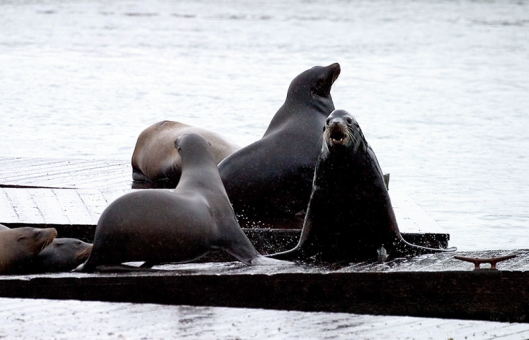 Сивучи (sea lions) на подмостках пирса № 39. Сан-Франциско.