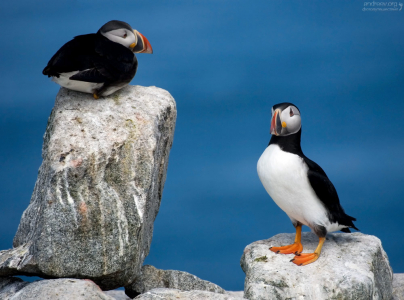 Некоторые любят повыше...