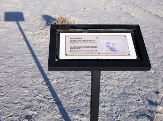 Табличка, указывающая на куст Абронии (Sand verbena).