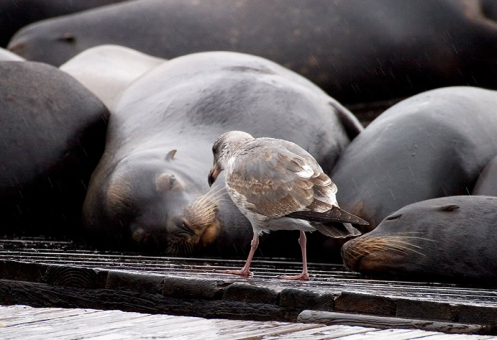 Чайка проверяет у сивучей документы :) Пирс № 39, Сан-Франциско.