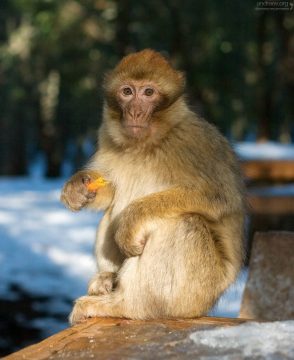 Живут маготы в сосновых, кедровых и дубовых лесах, где питаются плодами, съедобными корнями, злаками, почками, побегами, семенами хвойных деревьев, некоторыми насекомыми.