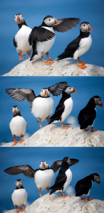 - Воот такую рыбу поймал, тебе говорю! - Да нет, вру, воооот такую! - Да чё там, все свои - вооот такеннную!