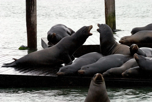 Сивучи выясняют отношения. Пирс № 39, Сан-Франциско.