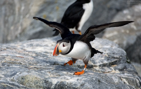 Тýпик идет на взлет.