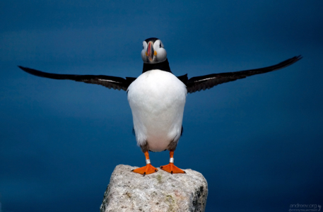 Утренняя зарядка тýпика.