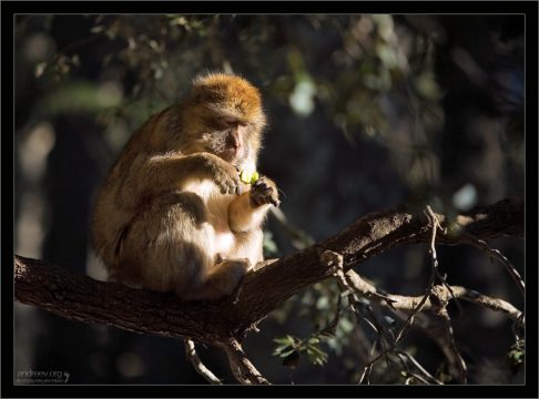 Магот включен в списки Международной Красной книги со статусом "ранимый вид".