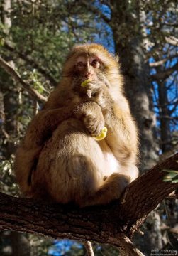Яблоки ничем не хуже кураги.