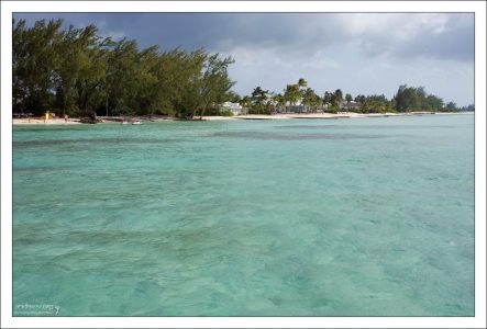 Заросли вечнозеленых казуарин (лат. Casuarina) на Rum Point.