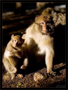 Мама-магот с малышом.