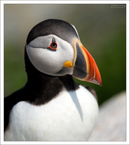 Грустный клоун. Прозвище тупиков - “Clown of the sea”.