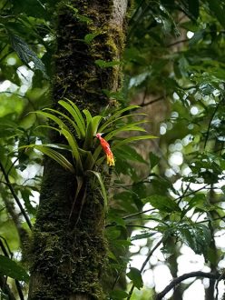 Бромелия-эпифит пристроилась на коре одного из деревьев.