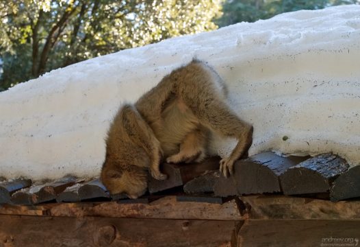 Бесхвостая обезьяна среди снегов Африки.